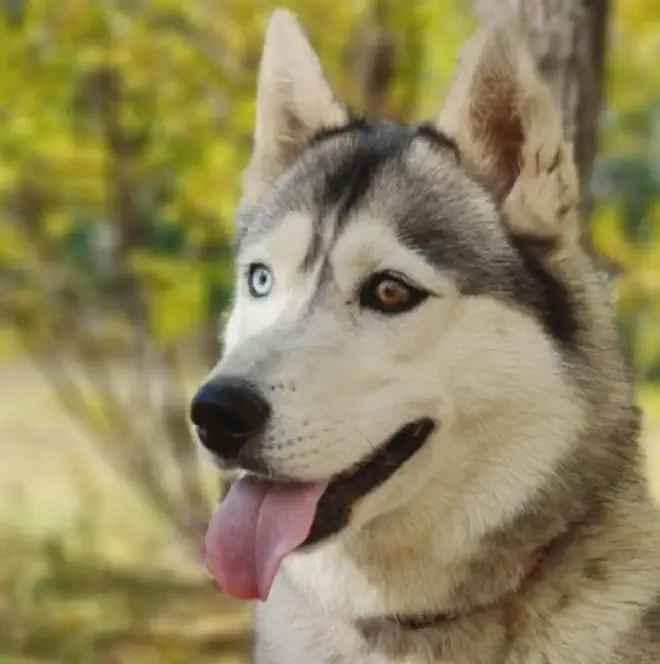 coco