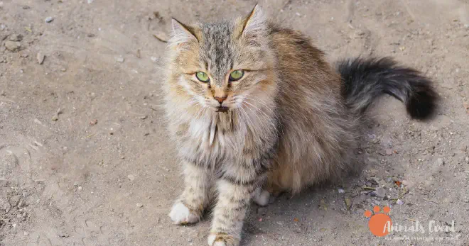 Are Bengal Cats Hypoallergenic