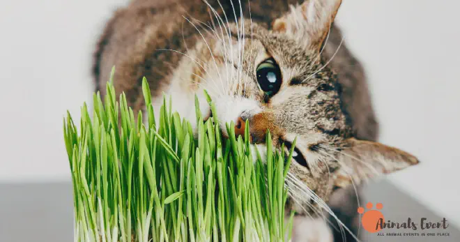 Foods Bengal Cats Should Avoid
