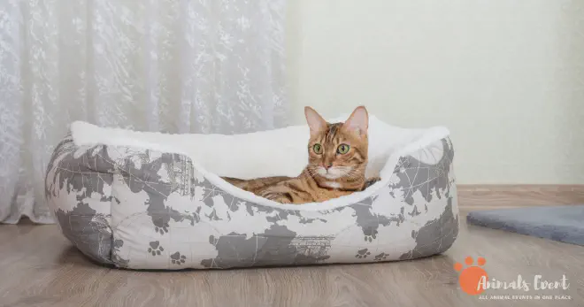 How to Determine if You&rsquo;re Allergic to Your Bengal Cat