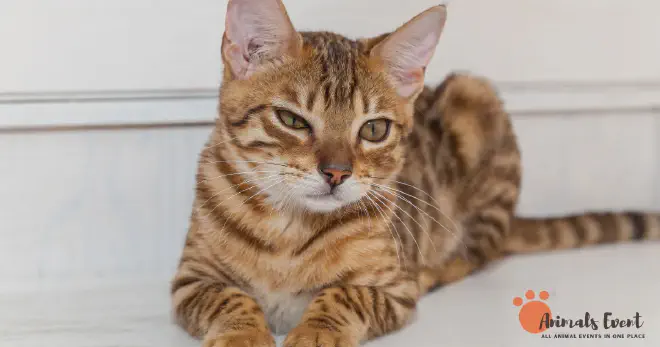 Tips to Reduce Allergies in Bengal Cat Owners