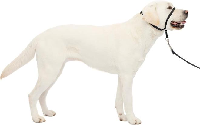PetSafe® Gentle Leader® Headcollar: A Gentle Approach to Walks