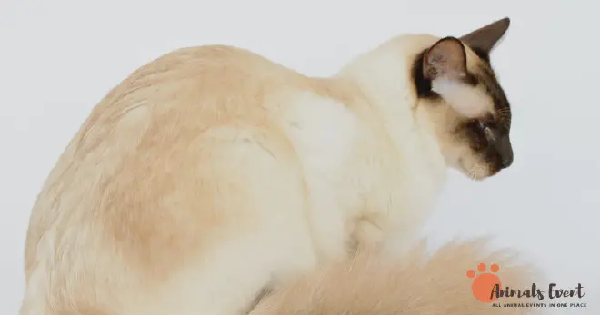Blonde Balinese cat