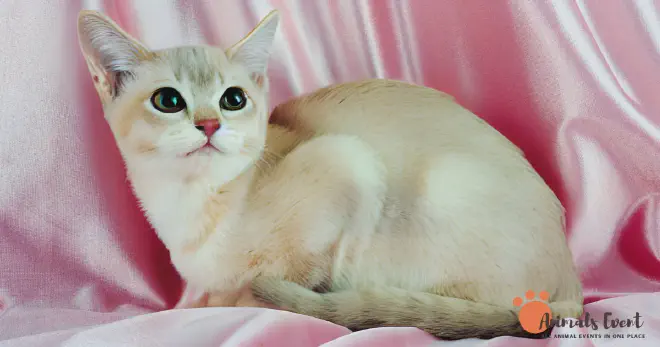 Blonde Burmilla cat