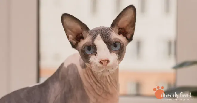 Blonde Fawn Sphynx