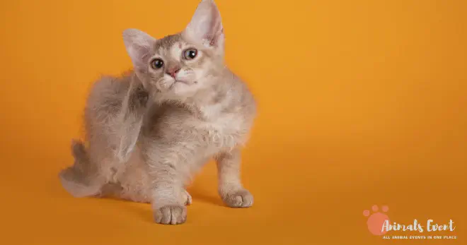 Blonde LaPerm Cat