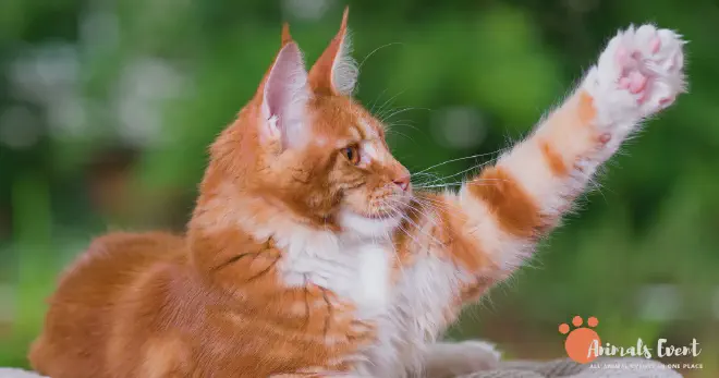 Blonde Maine Coon