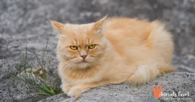 Blonde Persian