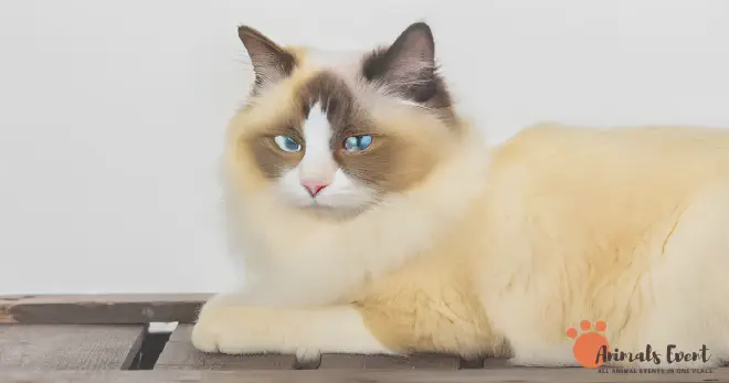 Blonde Ragdoll