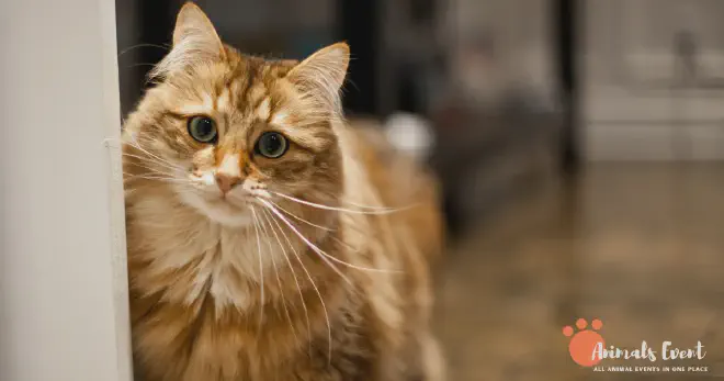 Blonde Siberian