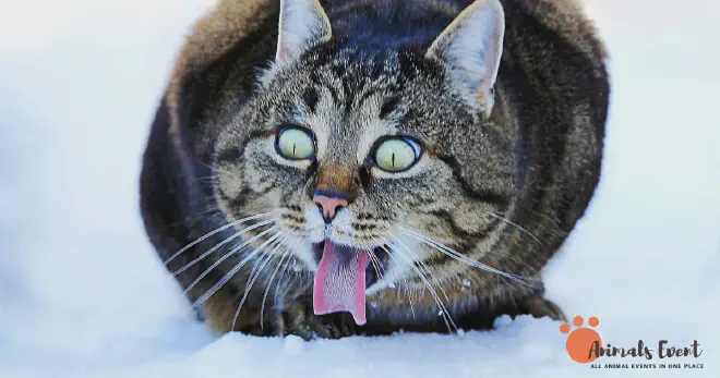 Can Cats Eat Crab