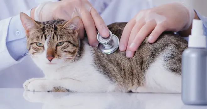 Disadvantages of Cats Eating Pickles