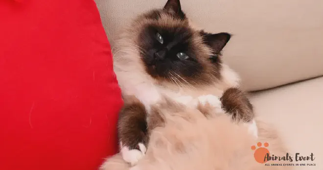 Dumbest Birman