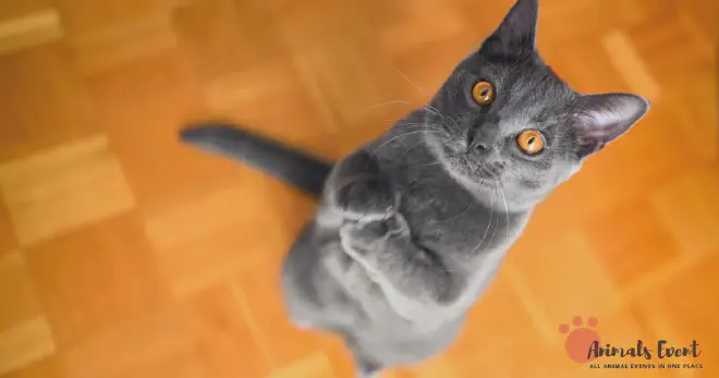 Dumbest Chartreux