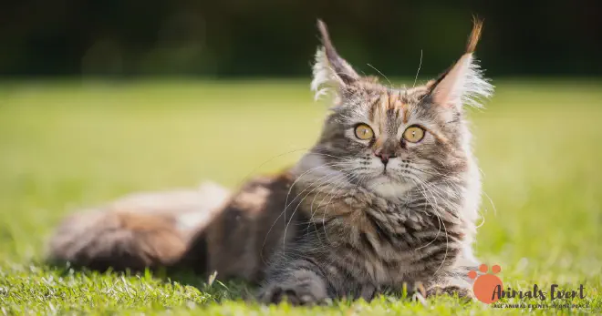 Dumbest Maine Coon