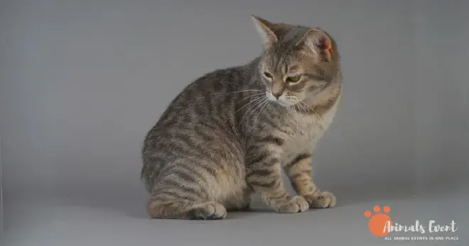 Dumbest Manx