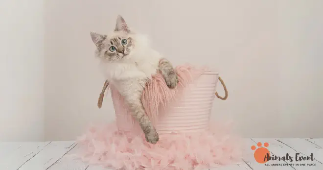 Dumbest Ragdoll