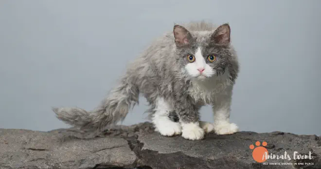 Dumbest Selkirk Rex