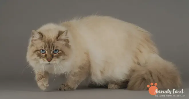 Dumbest Siberian