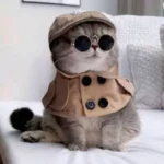 Cat Shows Near Me