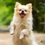 Dog Shows Near Me