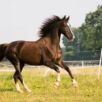 Horse Shows Near Me