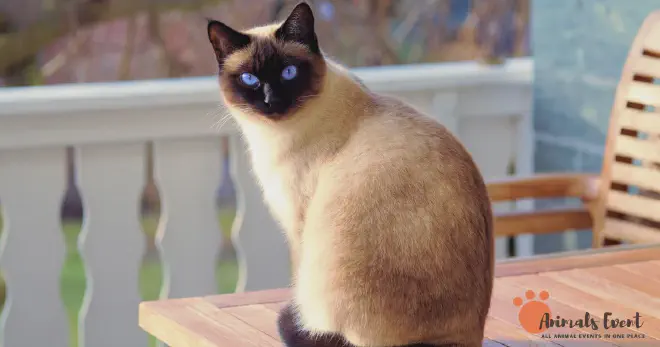 About Siamese Cats