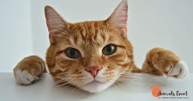About Tabby Cats