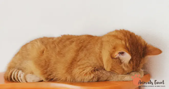 Tired cat