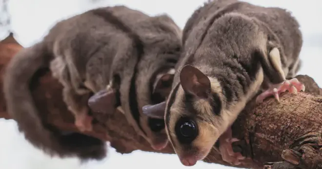 Why do Sugar Glider Barking No.1 Easily Understandable Guide · Animals ...