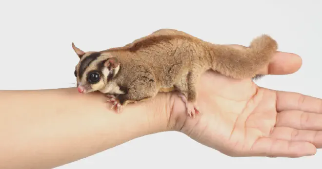 Why do Sugar Glider Barking No.1 Easily Understandable Guide · Animals ...