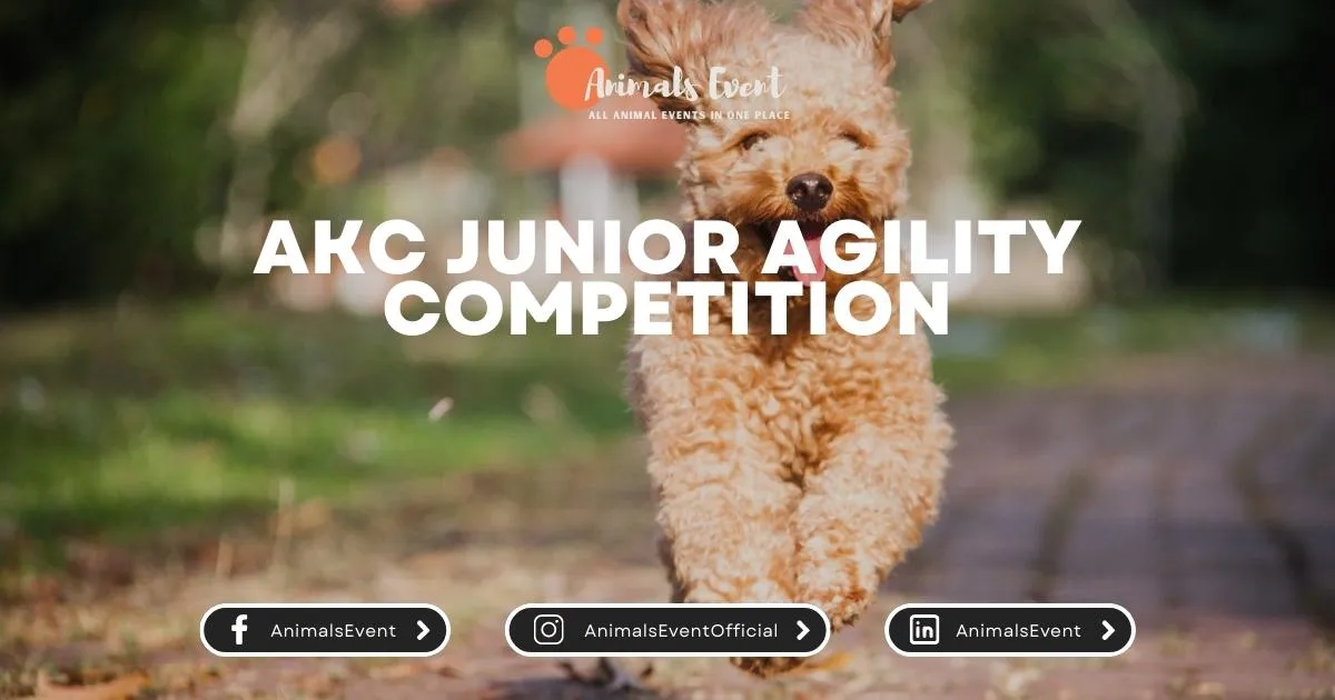 AKC Junior Agility Competition