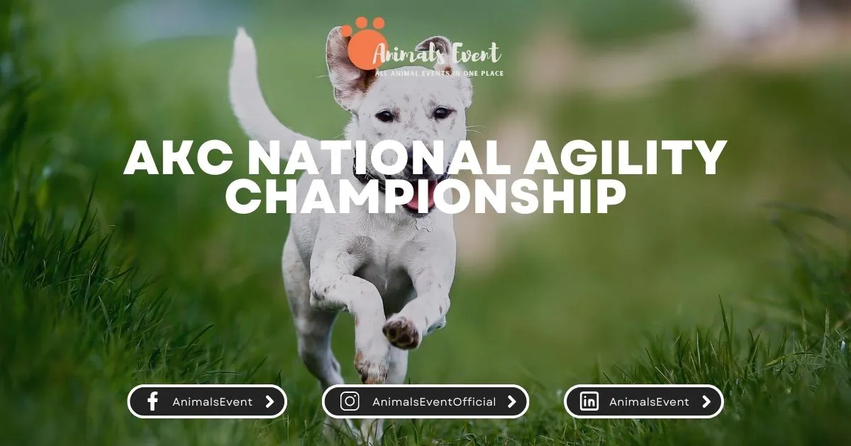 AKC National Agility Championship Animals Event
