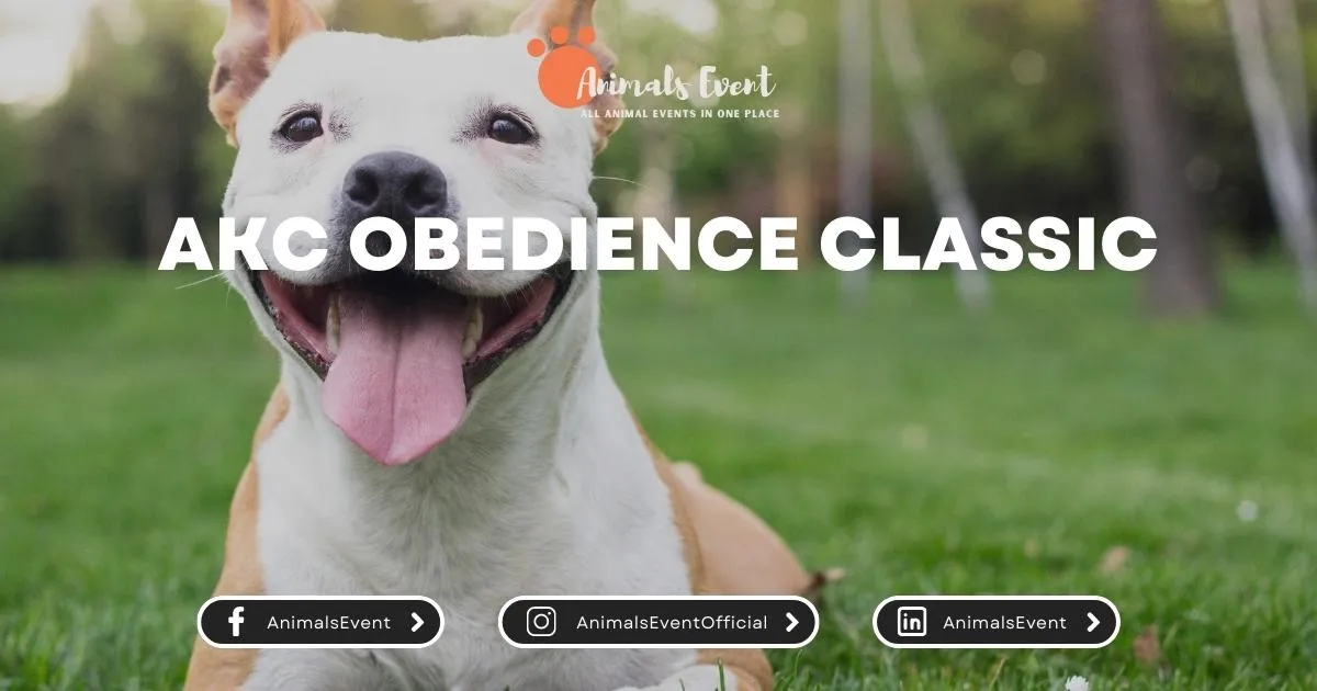 AKC Obedience Classic