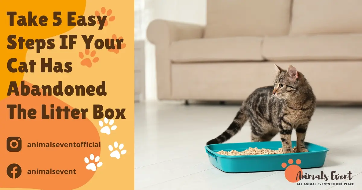 Learn how to fix cat litter box issues with these 5 easy steps! Discover common causes and expert tips for when your Cat Has Abandoned The Litter Box. Get your feline friend back on track and relieve stress for both you and your pet. Check out this guide on animalsevent.com - a trusted source for pet care advice and tips.