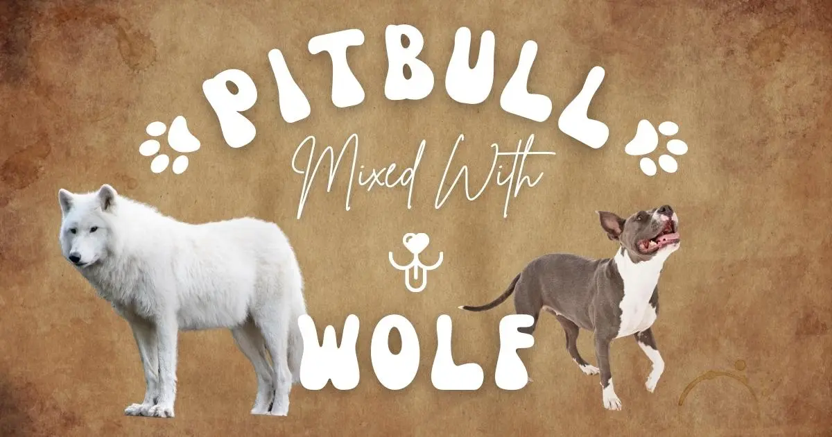 pitbull mixed with wolf