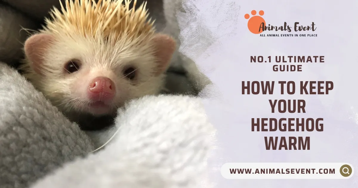 How to Keep Your Hedgehog Warm: No.1 Ultimate Guide
