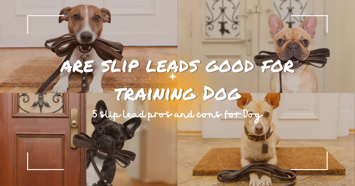 are slip leads good for training Dog | 5 slip lead pros and cons for Dog