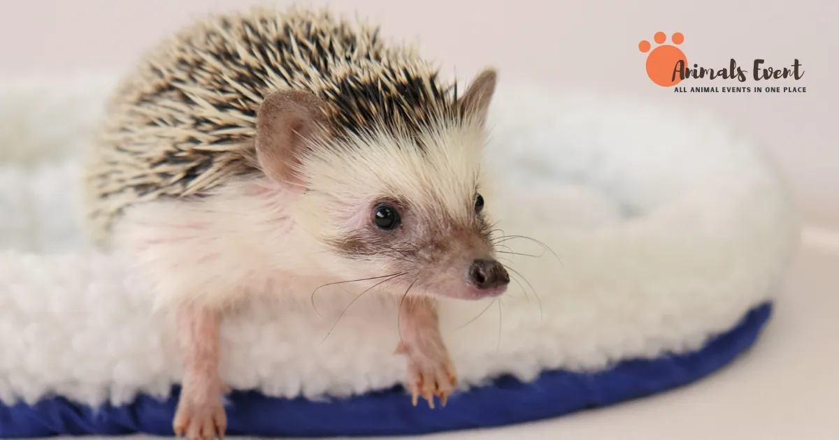 Breeding Hedgehogs: A Comprehensive Guide to Raising Healthy and Happy Quilled Companions