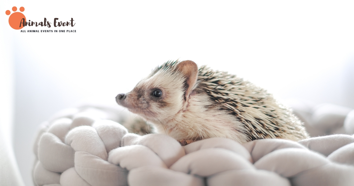 Hedgehog Bedding: Creating a Cozy and Safe Haven for Your Prickly Pal