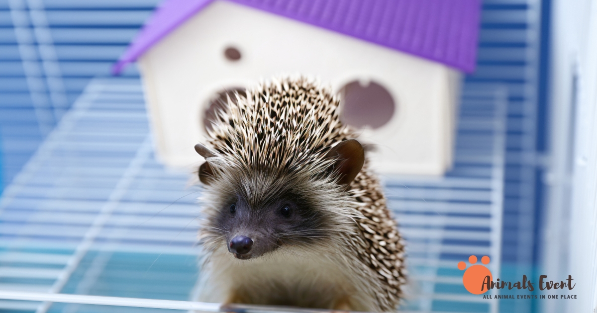 Hedgehog Cages: Creating the Perfect Home for Your Spiky Companion