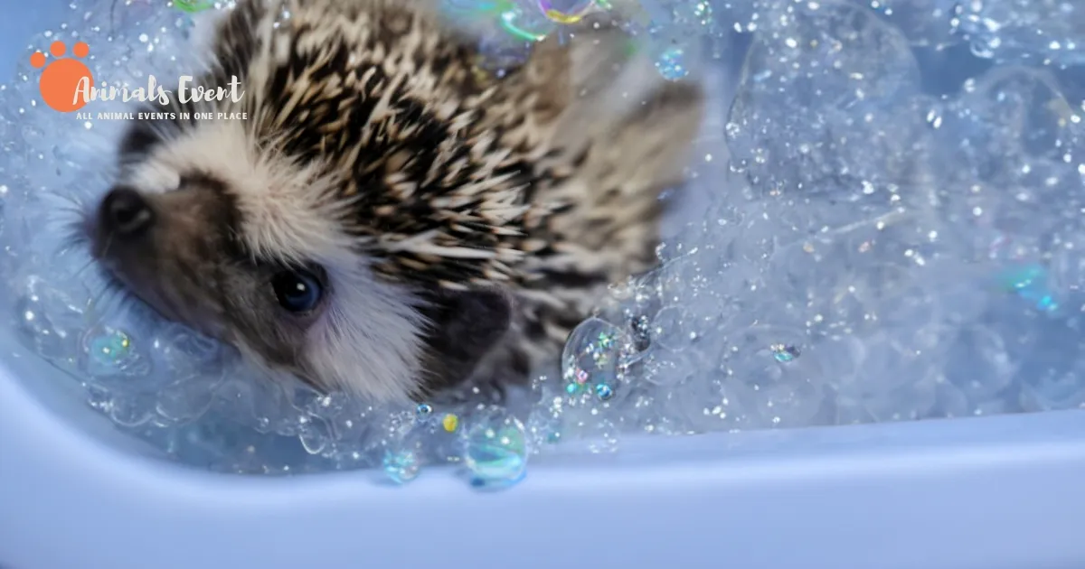 How to Bathe a Hedgehog: The Ultimate Guide to Keeping Your Prickly Pal Clean and Happy