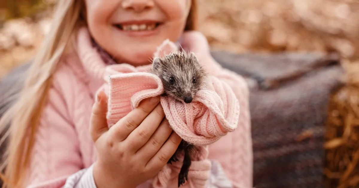 Owning A Pet Hedgehog: A Comprehensive Guide to Hedgehog Care and Training
