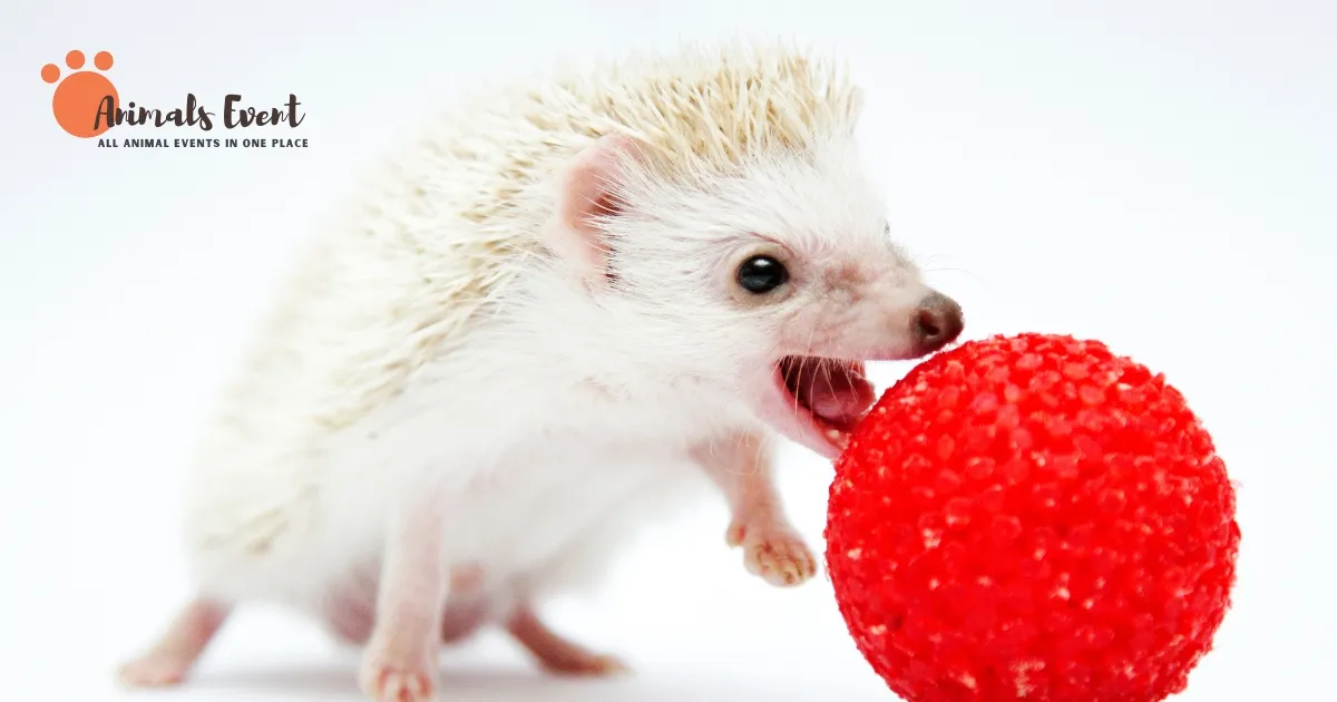 What Do Hedgehogs Like To Play With?