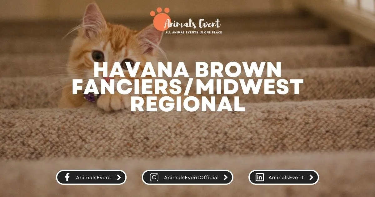 Havana Brown Fanciers - Midwest Regional