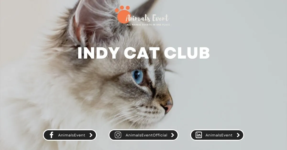 Indy Cat Club