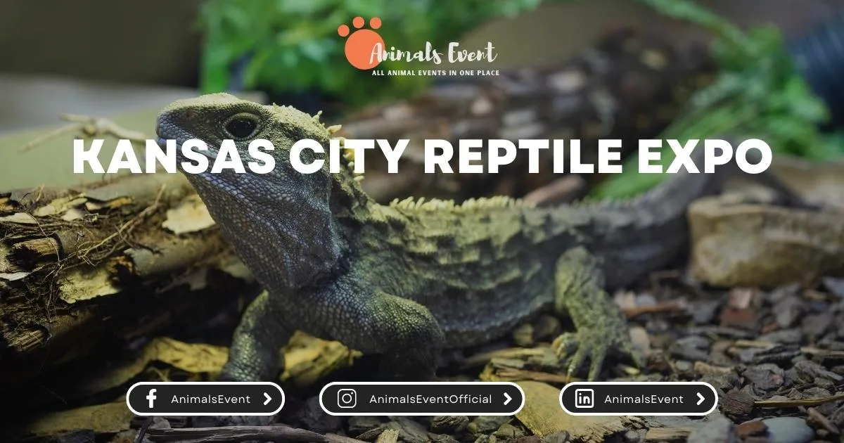 Kansas City Reptile Expo Animals Event