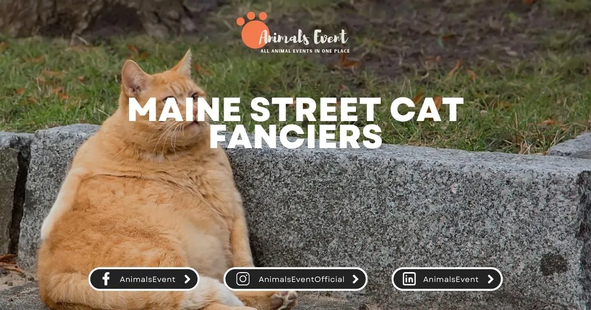 Maine Street Cat Fanciers