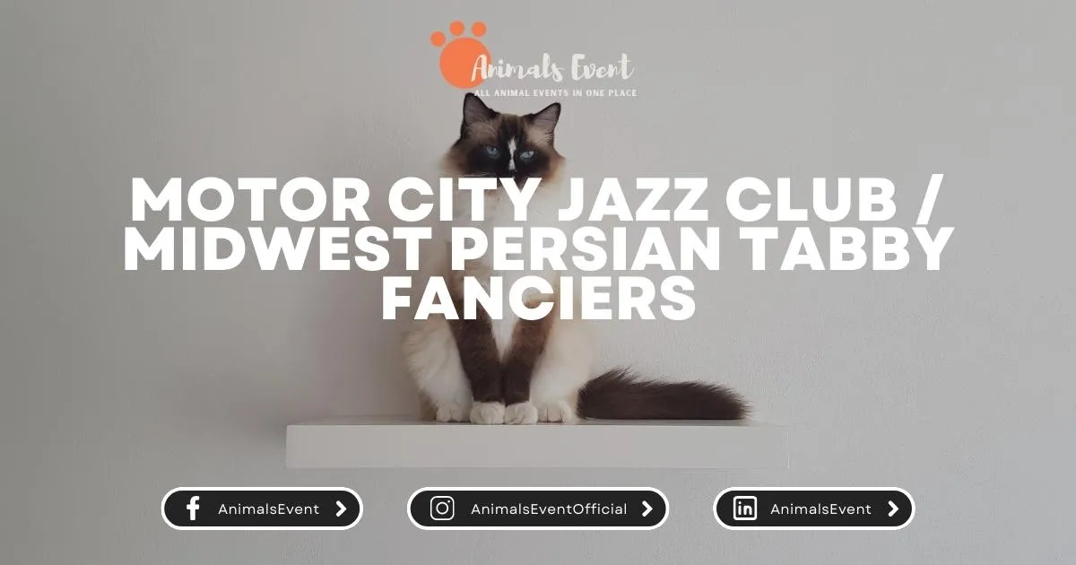 Motor City Jazz Club - Midwest Persian Tabby Fanciers