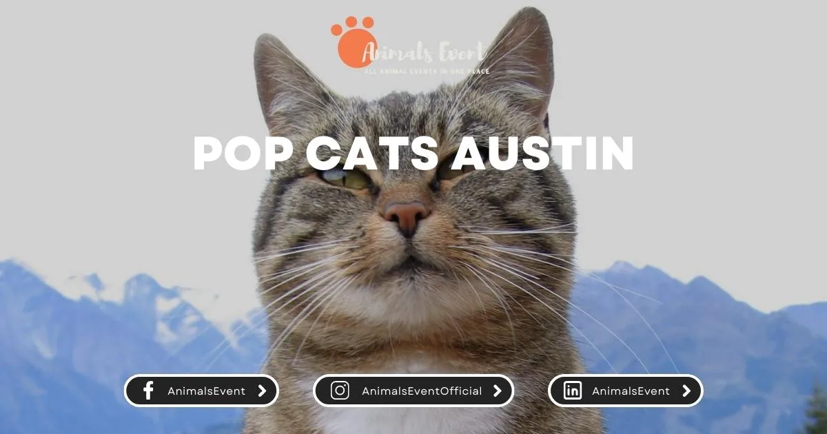 POP Cats Austin